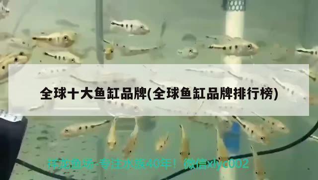 全球十大魚缸品牌(全球魚缸品牌排行榜)