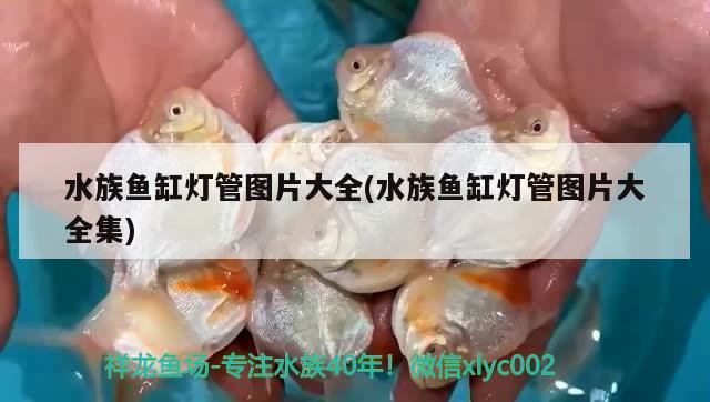 水族魚(yú)缸燈管圖片大全(水族魚(yú)缸燈管圖片大全集) 大湖紅龍魚(yú)