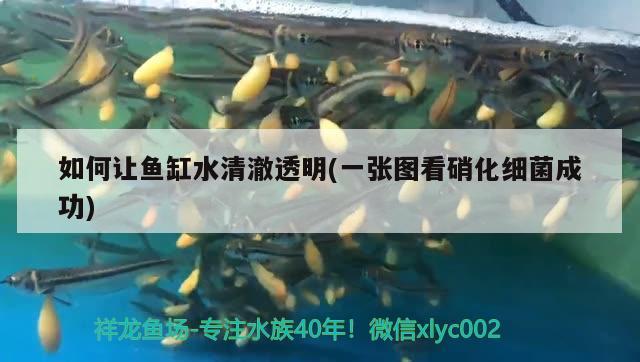 如何讓魚缸水清澈透明(一張圖看硝化細(xì)菌成功) 硝化細(xì)菌