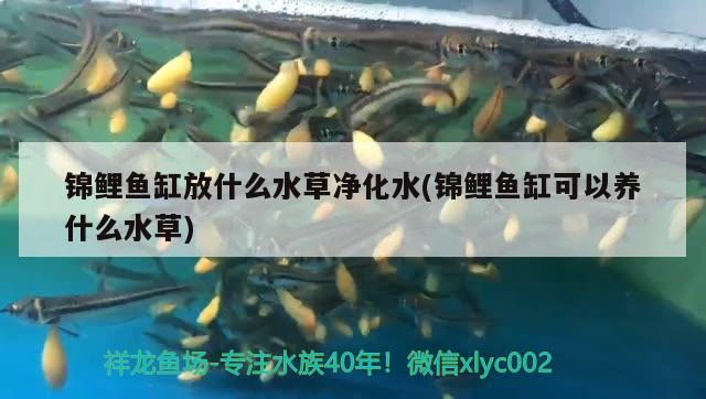 錦鯉魚缸放什么水草凈化水(錦鯉魚缸可以養(yǎng)什么水草) 水草