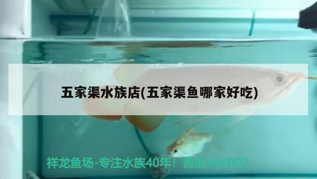 五家渠水族店(五家渠魚哪家好吃) 過濾設(shè)備