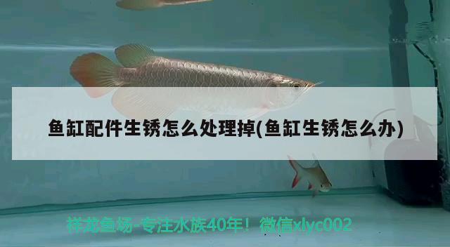 魚(yú)缸配件生銹怎么處理掉(魚(yú)缸生銹怎么辦)