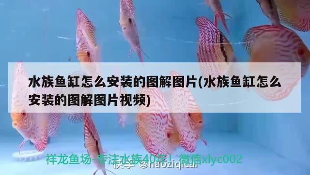 水族魚缸怎么安裝的圖解圖片(水族魚缸怎么安裝的圖解圖片視頻) 財(cái)神鸚鵡魚