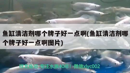 魚缸清潔劑哪個牌子好一點(diǎn)啊(魚缸清潔劑哪個牌子好一點(diǎn)啊圖片) 觀賞龜/鱉飼料