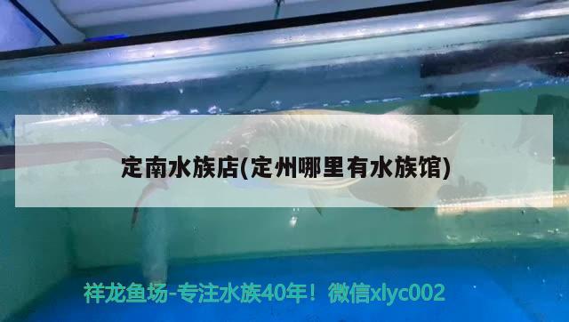 定南水族店(定州哪里有水族館) 戰(zhàn)車紅龍魚 第3張