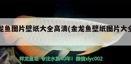 龍魚圖片壁紙大全高清(金龍魚壁紙圖片大全)