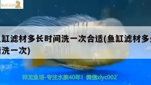 魚(yú)缸濾材多長(zhǎng)時(shí)間洗一次合適(魚(yú)缸濾材多久清洗一次) 豬鼻龜百科