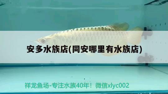 安多水族店(同安哪里有水族店) 月光鴨嘴魚(yú)苗