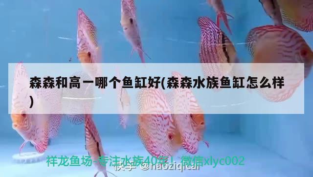 森森和高一哪個魚缸好(森森水族魚缸怎么樣) 魚缸百科