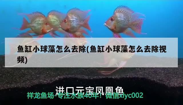 魚缸小球藻怎么去除(魚缸小球藻怎么去除視頻)