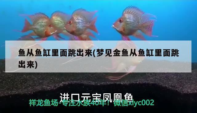 魚從魚缸里面跳出來(夢(mèng)見金魚從魚缸里面跳出來)