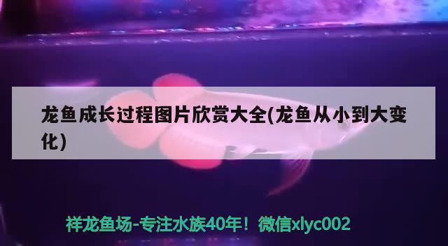 龍魚(yú)成長(zhǎng)過(guò)程圖片欣賞大全(龍魚(yú)從小到大變化) 星點(diǎn)金龍魚(yú)