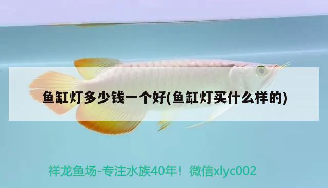 魚缸燈多少錢一個好(魚缸燈買什么樣的)