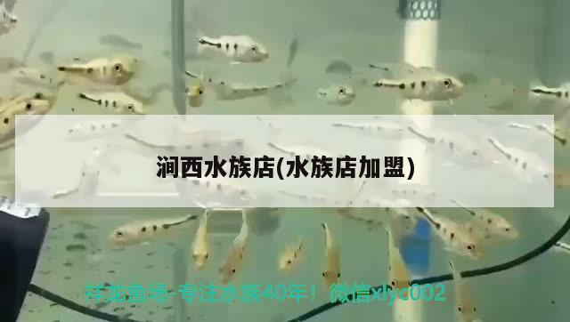 澗西水族店(水族店加盟)