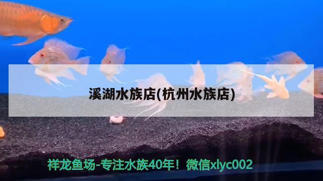 溪湖水族店(杭州水族店)