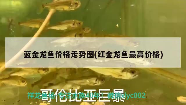 藍金龍魚價格走勢圖(紅金龍魚最高價格)