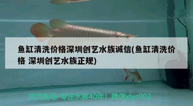 魚缸清洗價(jià)格深圳創(chuàng)藝水族誠(chéng)信(魚缸清洗價(jià)格深圳創(chuàng)藝水族正規(guī)) 黑金魟魚