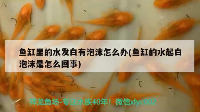 魚缸里的水發(fā)白有泡沫怎么辦(魚缸的水起白泡沫是怎么回事) 廣州祥龍國(guó)際水族貿(mào)易