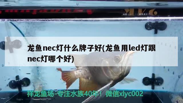 龍魚nec燈什么牌子好(龍魚用led燈跟nec燈哪個好) 紅尾平克魚