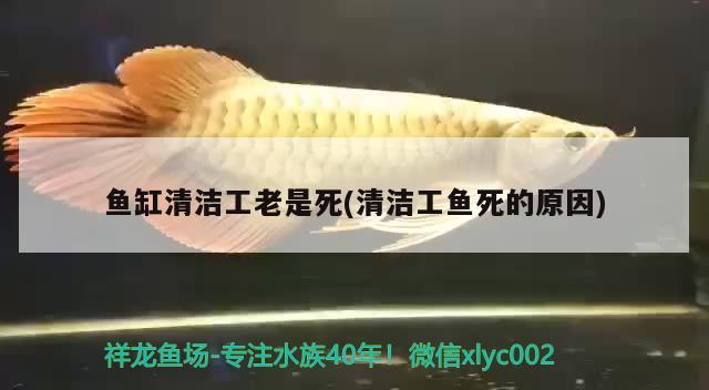 魚缸清潔工老是死(清潔工魚死的原因)