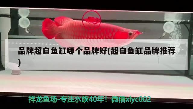 品牌超白魚缸哪個(gè)品牌好(超白魚缸品牌推薦)