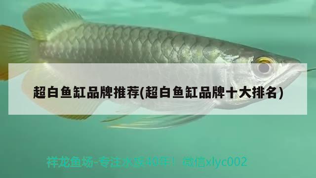 超白魚缸品牌推薦(超白魚缸品牌十大排名)