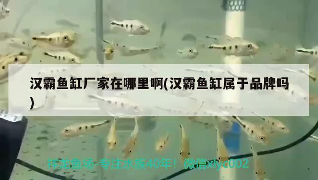 漢霸魚缸廠家在哪里啊(漢霸魚缸屬于品牌嗎) 魚缸百科