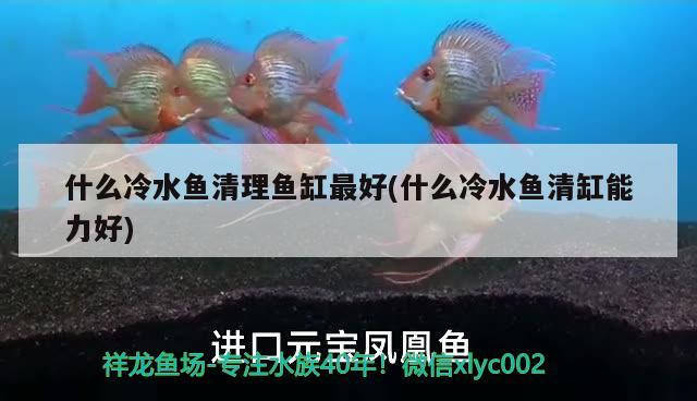 什么冷水魚(yú)清理魚(yú)缸最好(什么冷水魚(yú)清缸能力好) 巴西亞魚(yú)苗