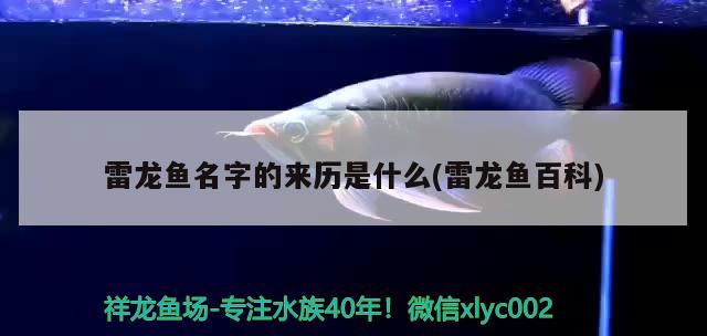 雷龍魚(yú)名字的來(lái)歷是什么(雷龍魚(yú)百科) 白子黑帝王魟魚(yú)