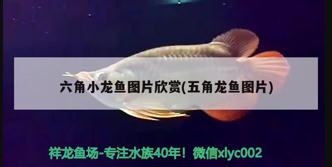 六角小龍魚圖片欣賞(五角龍魚圖片) 狗仔（招財貓)魚苗