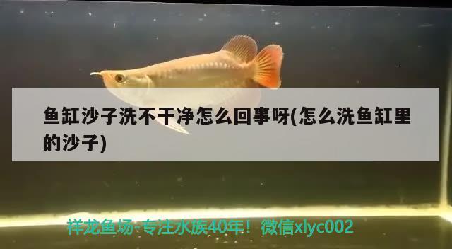 魚缸沙子洗不干凈怎么回事呀(怎么洗魚缸里的沙子) 夢幻雷龍魚