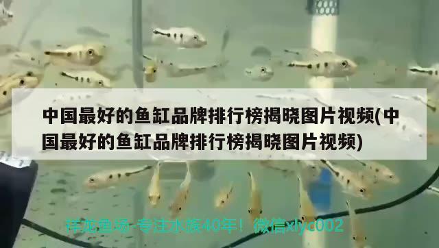 中國最好的魚缸品牌排行榜揭曉圖片視頻(中國最好的魚缸品牌排行榜揭曉圖片視頻) 非洲金鼓魚