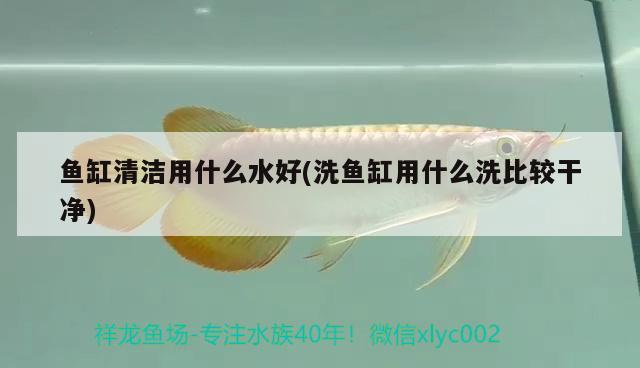 魚缸清潔用什么水好(洗魚缸用什么洗比較干凈)