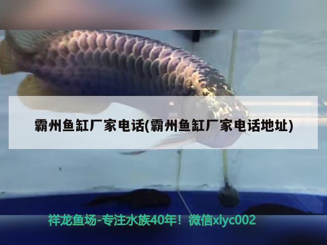 霸州魚缸廠家電話(霸州魚缸廠家電話地址) 魚缸百科