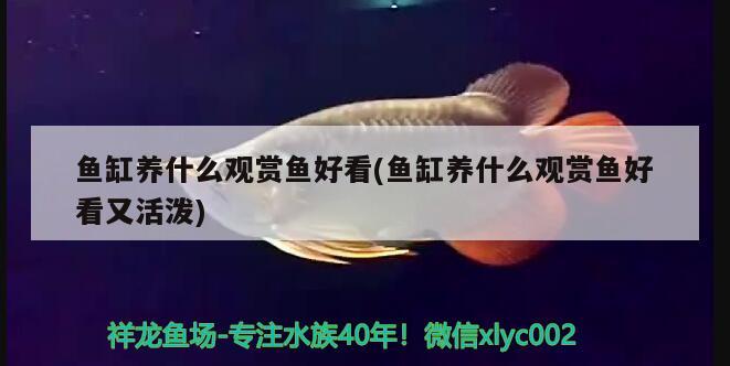 魚缸養(yǎng)什么觀賞魚好看(魚缸養(yǎng)什么觀賞魚好看又活潑)