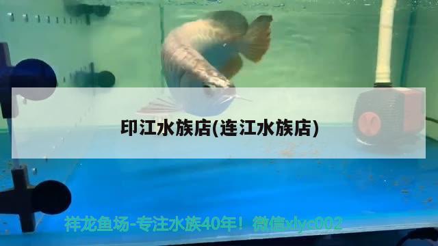 印江水族店(連江水族店) 泰龐海鰱魚