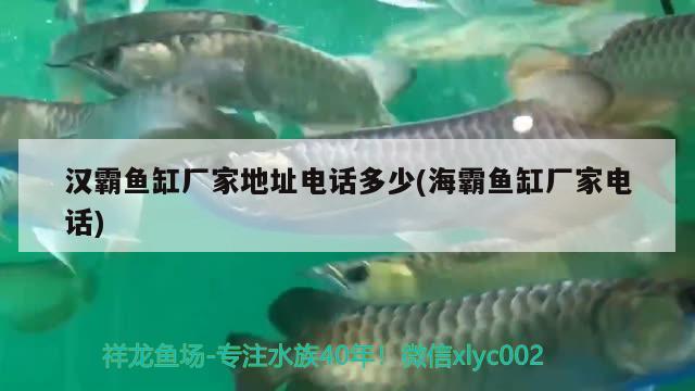 漢霸魚缸廠家地址電話多少(海霸魚缸廠家電話) 魚缸百科