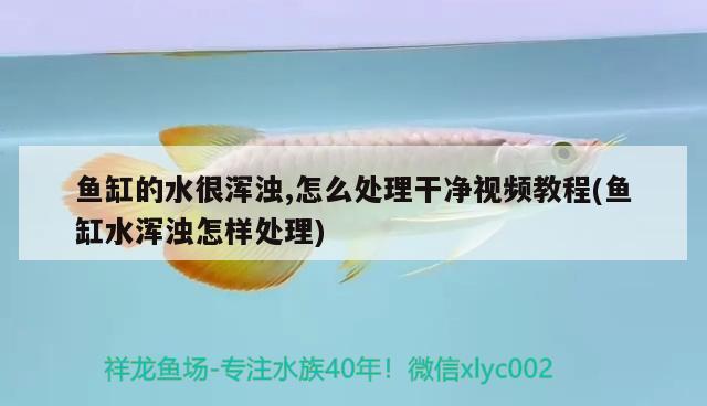 魚缸的水很渾濁,怎么處理干凈視頻教程(魚缸水渾濁怎樣處理) 祥龍魚場品牌產(chǎn)品