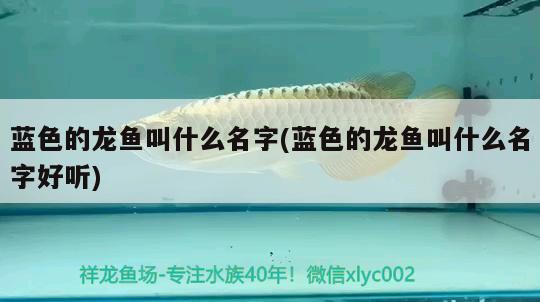 藍(lán)色的龍魚叫什么名字(藍(lán)色的龍魚叫什么名字好聽) 觀賞蝦蟹等飼料