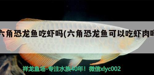 六角恐龍魚(yú)吃蝦嗎(六角恐龍魚(yú)可以吃蝦肉嗎)