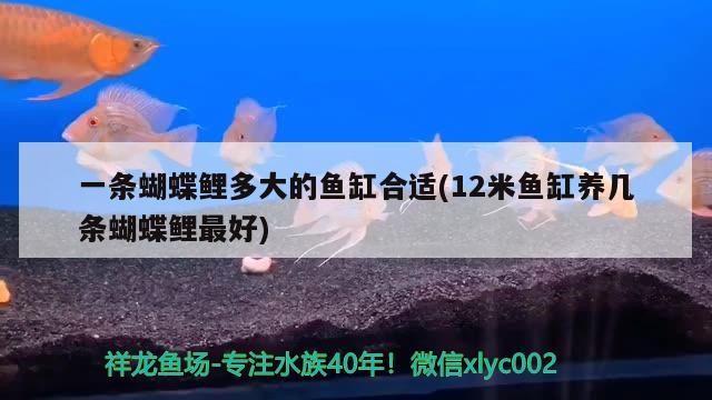 一條蝴蝶鯉多大的魚缸合適(12米魚缸養(yǎng)幾條蝴蝶鯉最好) 蝴蝶鯉