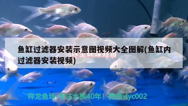 魚缸過濾器安裝示意圖視頻大全圖解(魚缸內(nèi)過濾器安裝視頻)