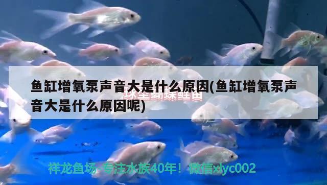 魚缸增氧泵聲音大是什么原因(魚缸增氧泵聲音大是什么原因呢)