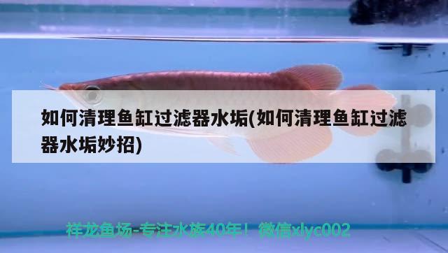 如何清理魚缸過濾器水垢(如何清理魚缸過濾器水垢妙招) 進(jìn)口元寶鳳凰魚