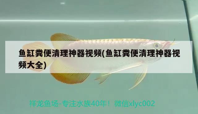 魚缸糞便清理神器視頻(魚缸糞便清理神器視頻大全)