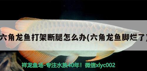 六角龍魚(yú)打架斷腿怎么辦(六角龍魚(yú)腳爛了)