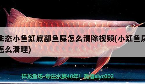 生態(tài)小魚(yú)缸底部魚(yú)屎怎么清除視頻(小缸魚(yú)屎怎么清理)