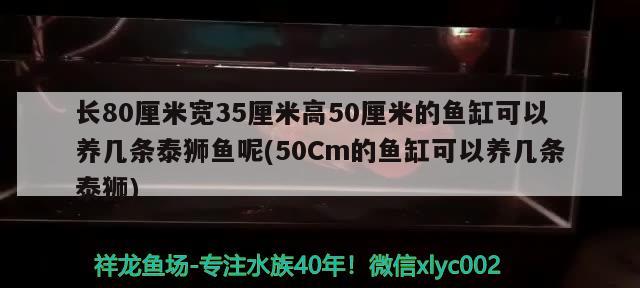 長(zhǎng)80厘米寬35厘米高50厘米的魚(yú)缸可以養(yǎng)幾條泰獅魚(yú)呢(50Cm的魚(yú)缸可以養(yǎng)幾條泰獅)