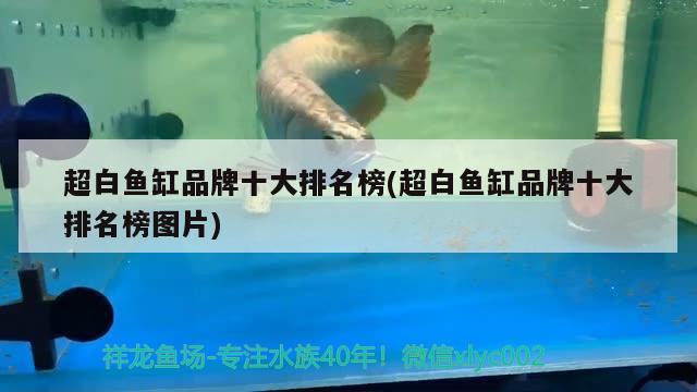 超白魚缸品牌十大排名榜(超白魚缸品牌十大排名榜圖片)