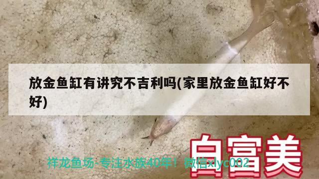 放金魚缸有講究不吉利嗎(家里放金魚缸好不好)